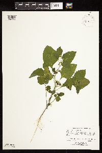 Solanum nigrum image