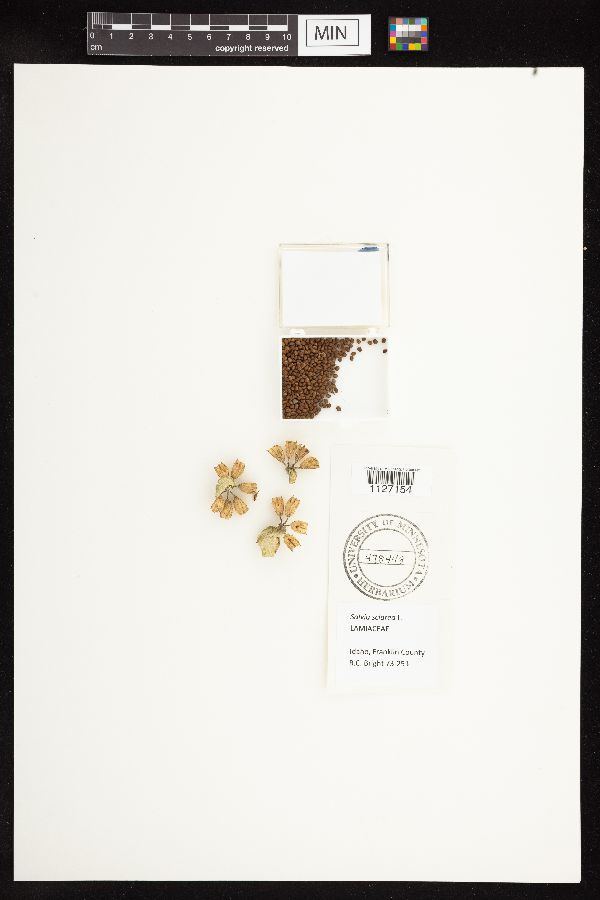 Salvia sclarea image