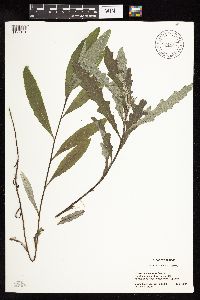 Cirsium altissimum image