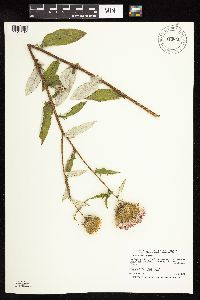 Cirsium altissimum image