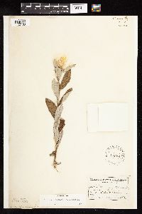 Cirsium altissimum image