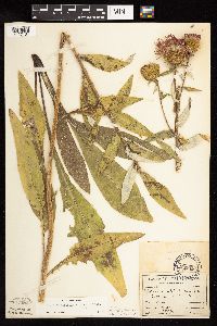 Cirsium altissimum image