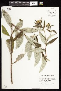 Cirsium altissimum image