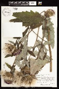 Cirsium altissimum image