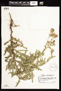Cirsium arvense image
