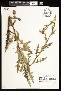 Cirsium arvense image