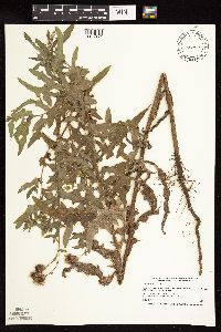 Cirsium arvense image