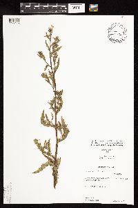 Cirsium arvense image