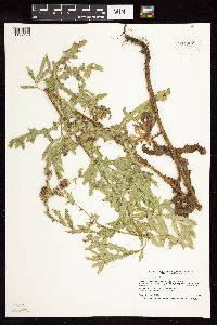 Cirsium arvense image