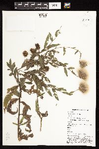 Cirsium arvense image