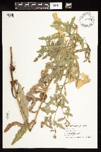 Cirsium arvense image
