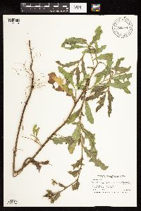 Cirsium arvense image