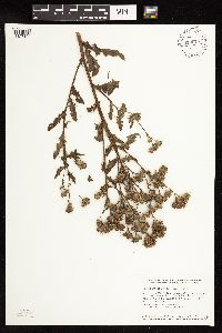 Cirsium arvense image