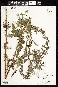 Cirsium arvense image