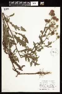 Cirsium arvense image