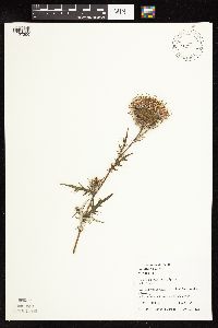 thumbnail image of current specimen