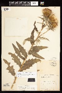 Cirsium x iowense image