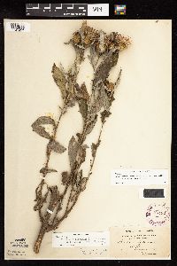 Cirsium x iowense image