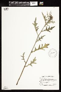 Cirsium muticum image