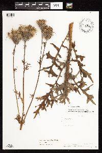 Cirsium muticum image