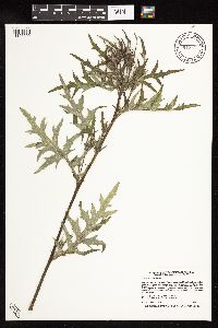 Cirsium muticum image
