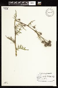 Cirsium muticum image