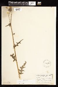 Cirsium muticum image