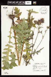 Cirsium muticum image