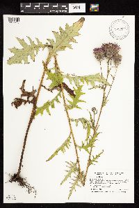 Cirsium muticum image
