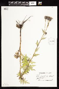 Cirsium muticum image