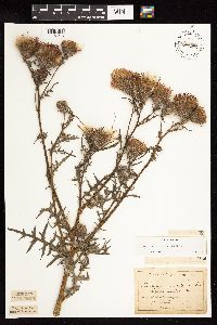 Cirsium muticum image