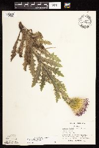 Cirsium pumilum image