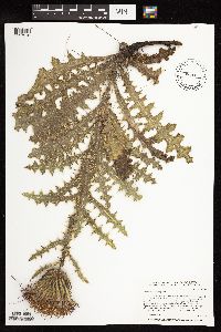 Cirsium pumilum image