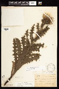 Cirsium pumilum image