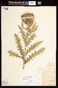 Cirsium pumilum image