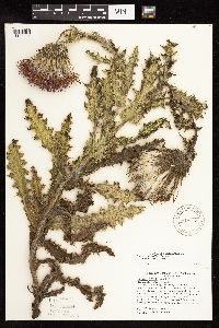Cirsium pumilum image