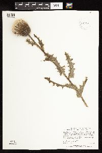 Cirsium pumilum image