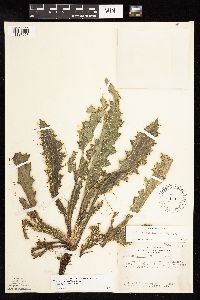 Cirsium pumilum image