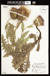 Cirsium pumilum image