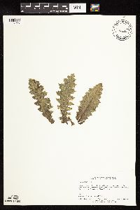 Cirsium pumilum image