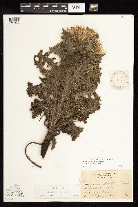 Cirsium pumilum image