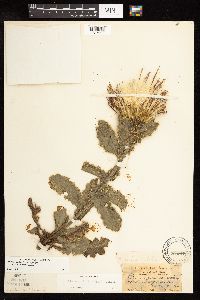 Cirsium pumilum image