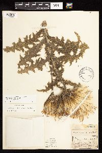 Cirsium pumilum image