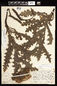 Cirsium pumilum image