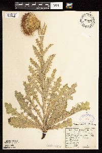 Cirsium pumilum image