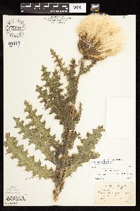 Cirsium pumilum image