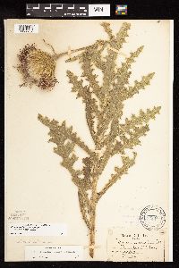 Cirsium pumilum image