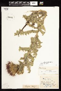 Cirsium pumilum image