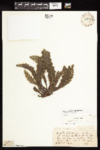 Cirsium pumilum image