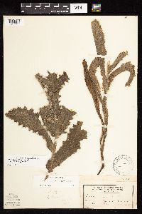 Cirsium pumilum image